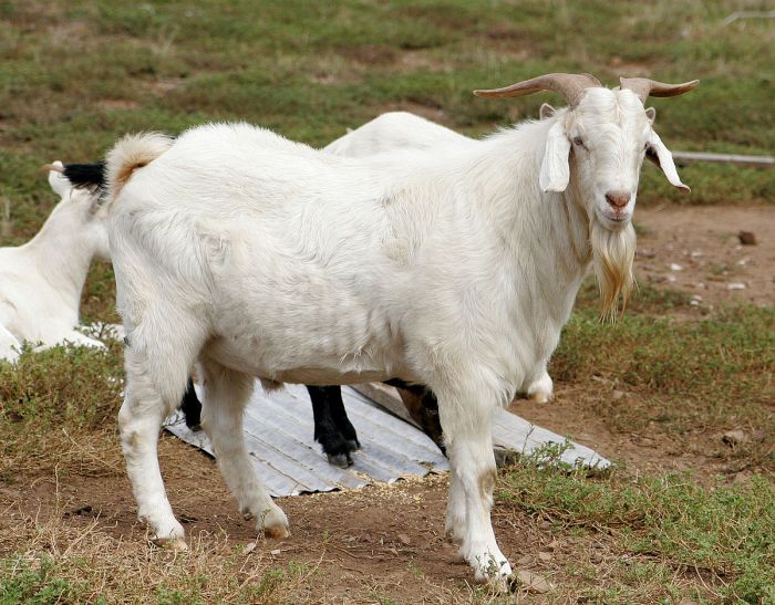 261 goat simulator official wiki launch map contest