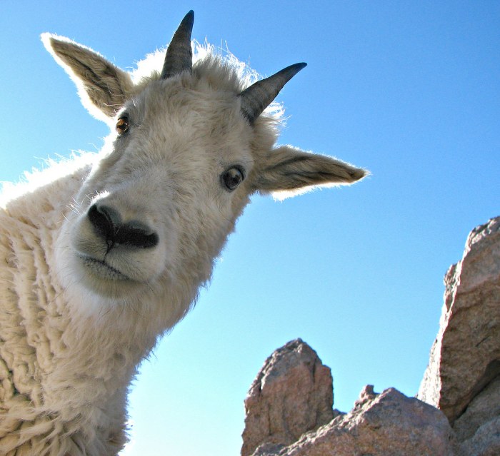 Featuring: the Mountain Goats Foil Edition | Secret Lair Mountain goats book tour with bright eyes