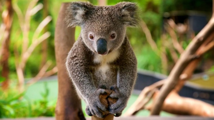 Animals Pictures / Corporate Home Page Msd Animal Health Egypt - These ...