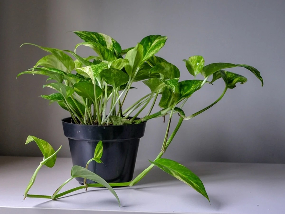 Plant Protein Snacks Plant an Amazon Sword Plant