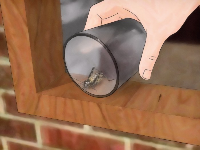 How to Catch a Cricket Inside a Building: 8 Steps (with Pictures) Catch a Cricket Inside a Building