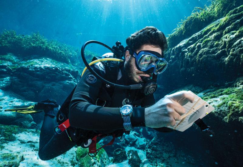 Watch animal collective scuba dive