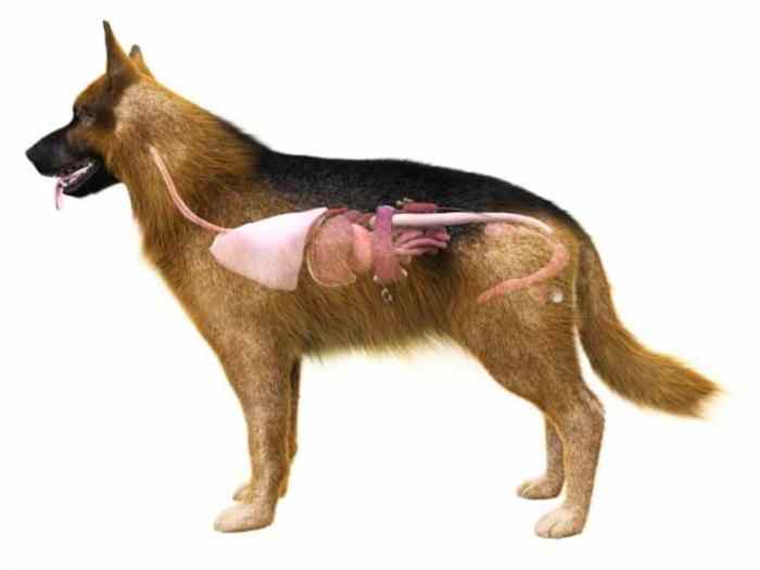Diagnosing Pancreatic Enzyme Deficiencies in German Shepherds