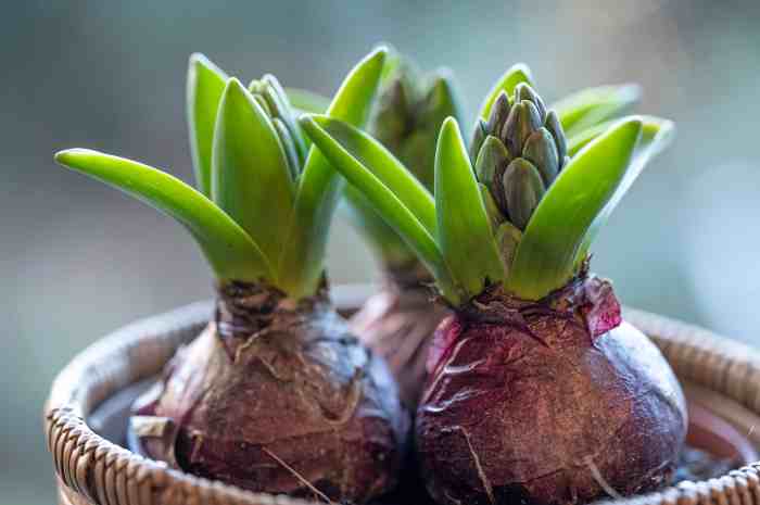 Flower Bulbs: How To Plant, Care For, And Grow Beautiful Blooms Plant an Amazon Sword Plant
