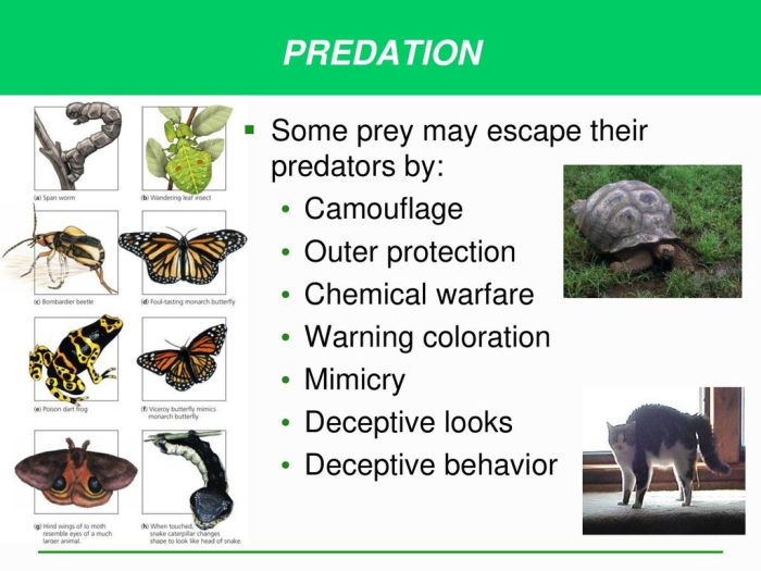 806 Predator Insights Everything You Need