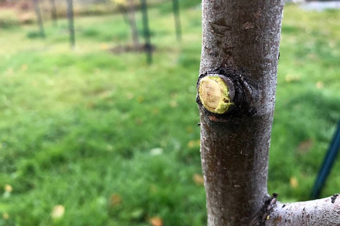 Prune a Pear Tree