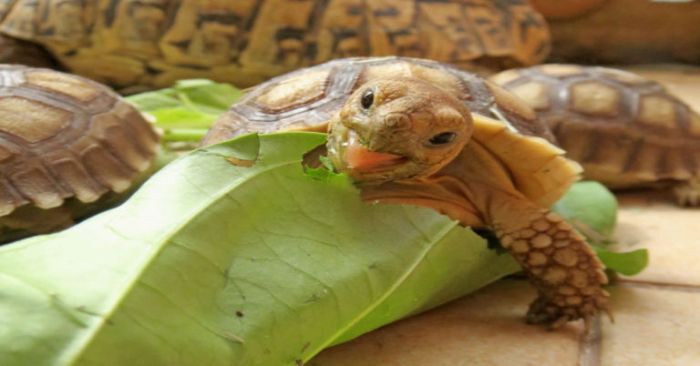 Take Care of a Baby Tortoise