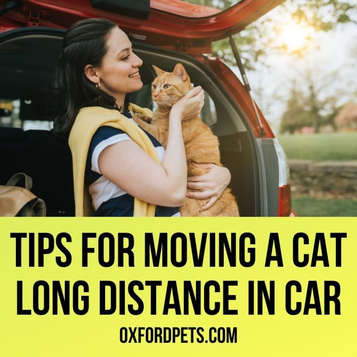 Drive Long Distance With a Cat
