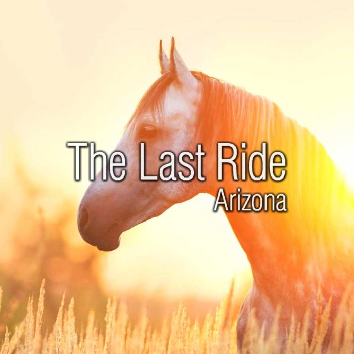 Tell the Age of a Horse