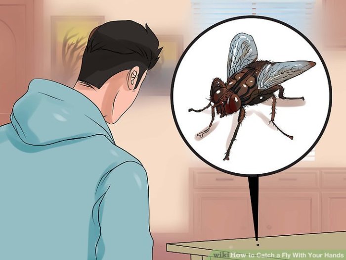 3 Ways to Catch a Fly With Your Hands - wikiHow Catch a Fly With Your Hands