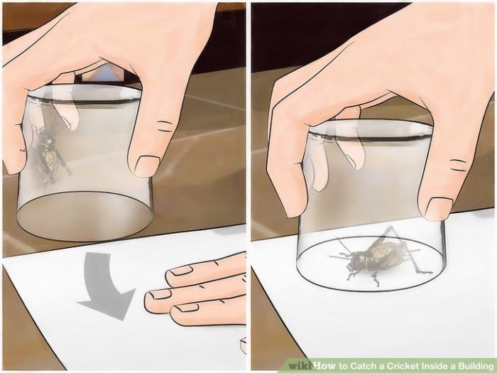 How to Catch a Cricket Inside a Building: 8 Steps (with Pictures) Catch a Cricket Inside a Building