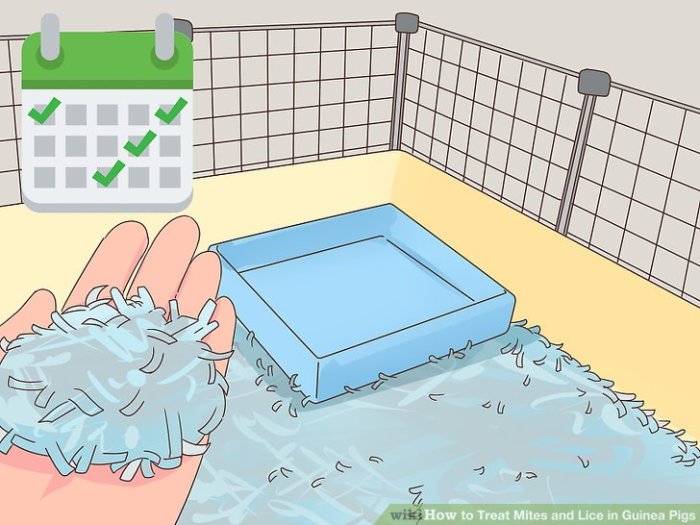 Treat Mites and Lice in Guinea Pigs A Comprehensive Guide