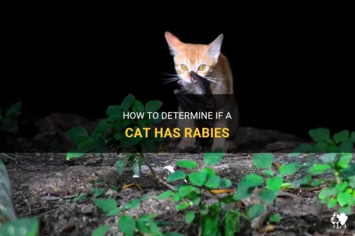 Tell if a Cat Has Rabies