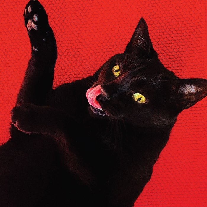 Ryan Adams Records Website Theme Song Columnist