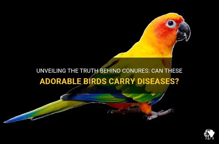 Spot Signs of Disease in Conures