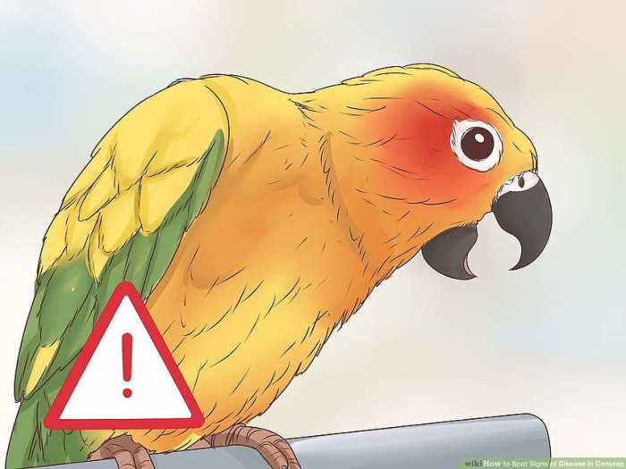 Spot Signs of Disease in Conures A Guide