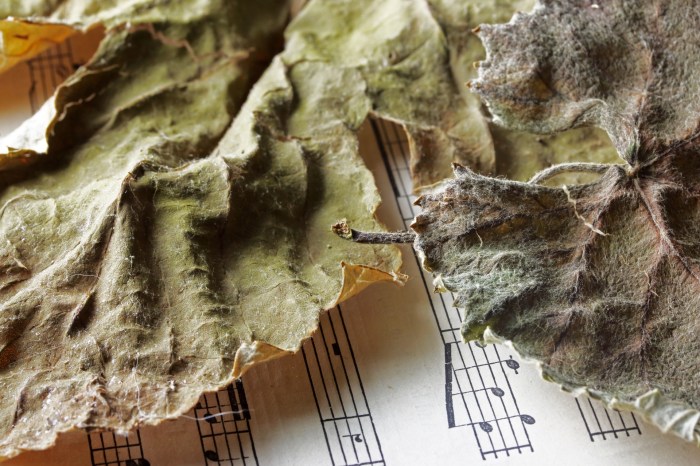 Dry Vine Leaves On Sheet Music Free Stock Photo - Public Domain Pictures Dry out Wet Currency