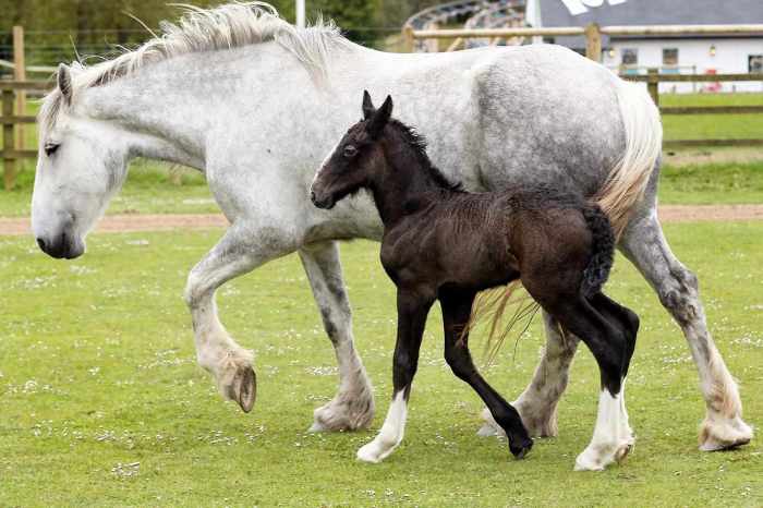 Horse Age and Lifespan Facts Tell the Age of a Horse
