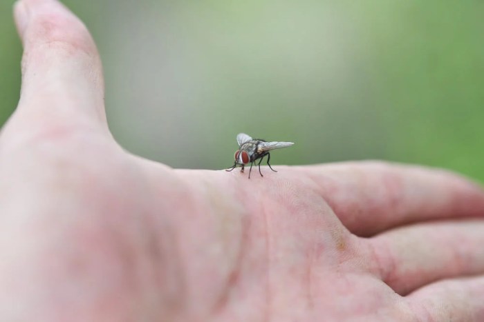 What Does It Mean When A Fly Is Always Around You? Be Careful! Catch a Fly With Your Hands