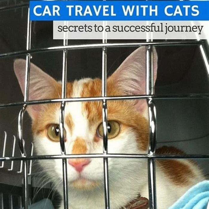 How do you travel long distance with a cat? - DIY Seattle Drive Long Distance With a Cat