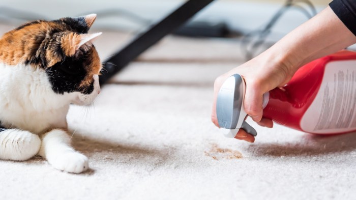 How To Remove Stubborn Cat Urine Odors From Your Carpets Get Rid of Cat Spray Odor