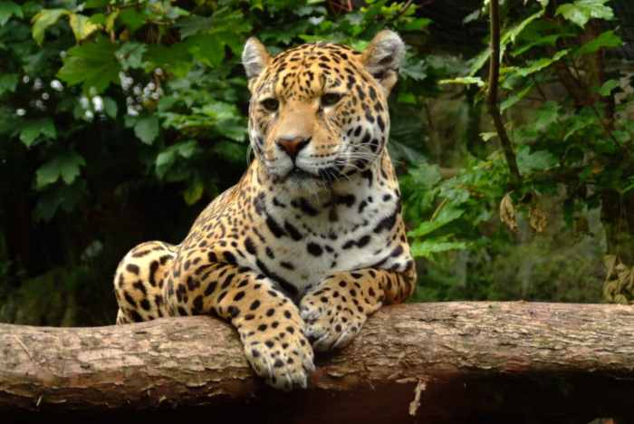 47 Examples of Predators (A to Z List with Pictures) – Fauna Facts 806 everything you need to know about predator in
