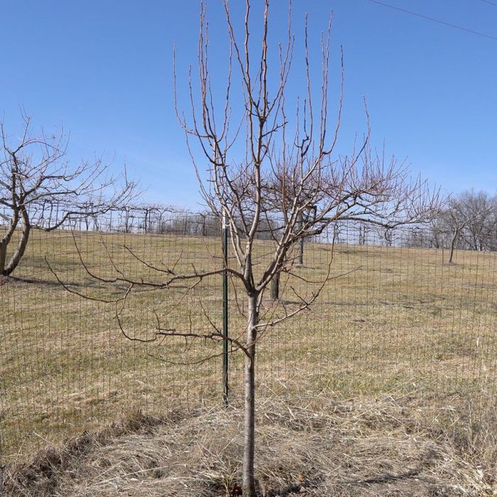 How to prune pear trees: beginners pruning guide - Garden Ninja: Lee ... Prune a Pear Tree