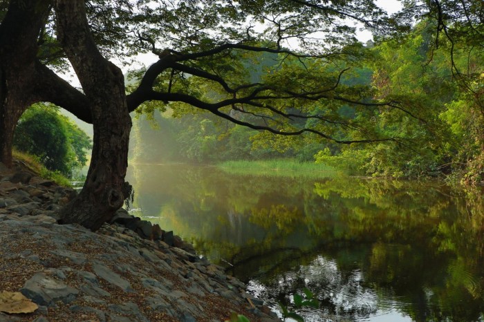 Free Images : landscape, tree, nature, path, grass, wilderness, branch ... The out door 7