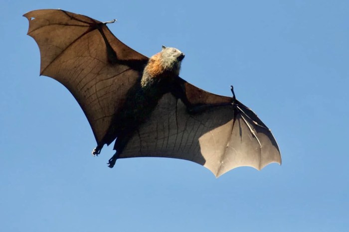The Largest Bats In The World - WorldAtlas Bat for lashes directs and scores new short film watch