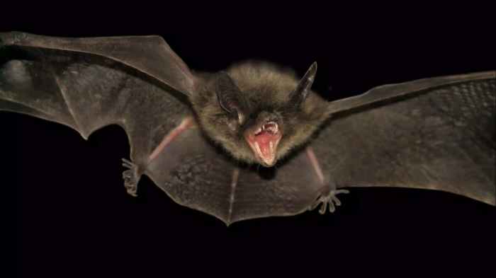 Bumblebee Bat (Craseonycteris Thonglongyai) - Glenlivet Wildlife Bat for lashes directs and scores new short film watch
