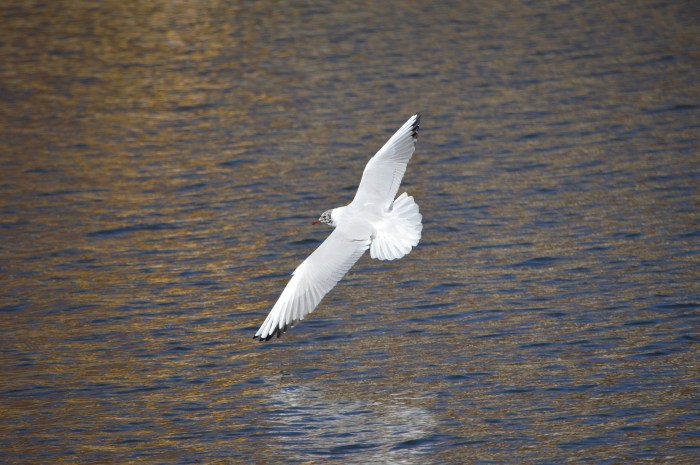 Flying Gull Free Stock Photo - Public Domain Pictures Rza flying lotus tom morello epmd play people fest